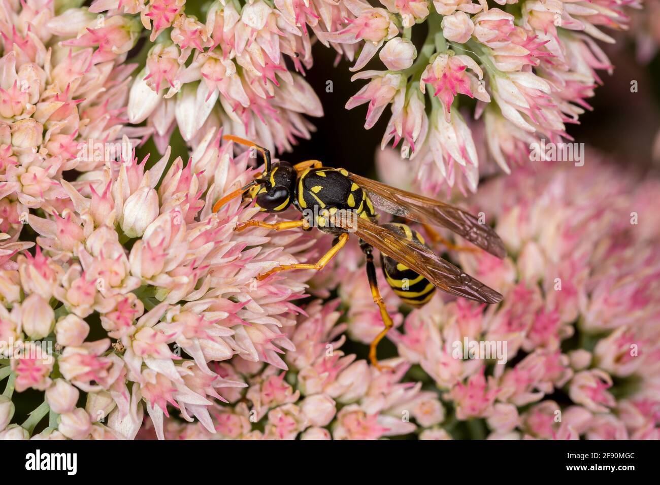 Closeup of European Paper Wasp feeding on nectar from Sedum plant. Concept of insect and wildlife conservation, habitat preservation, and backyard flo Stock Photo