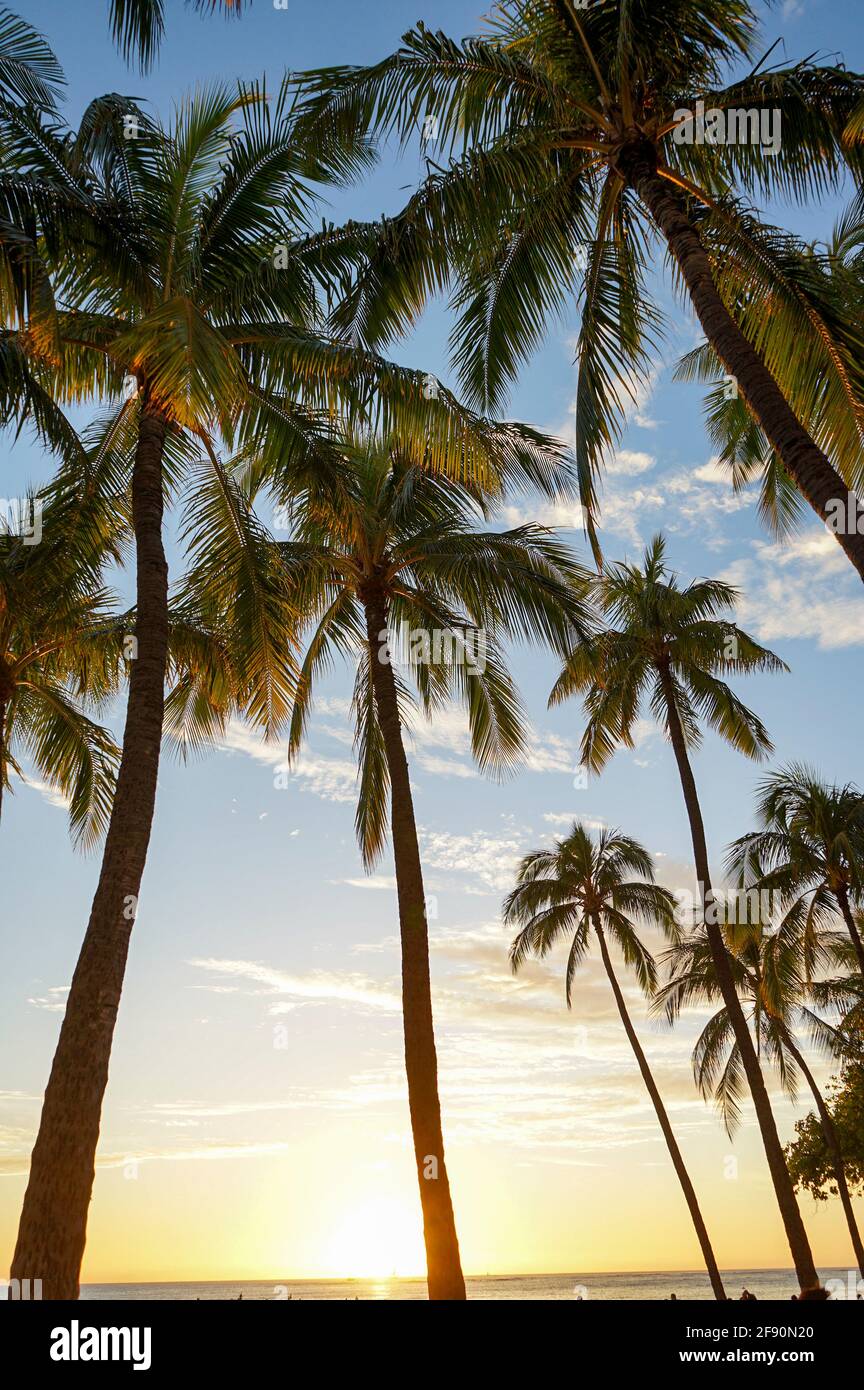 Palm trees on the beach at sunset, Waikiki Beach, Honolulu, Oahu, Hawaii, USA Stock Photo Alamy