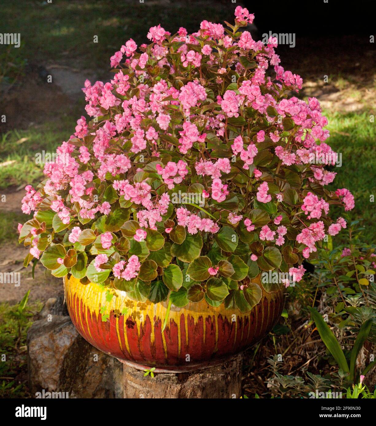 Mass of double pink flowers of bedding begonia, Begonia semperflorens, in a decorative container Stock Photo