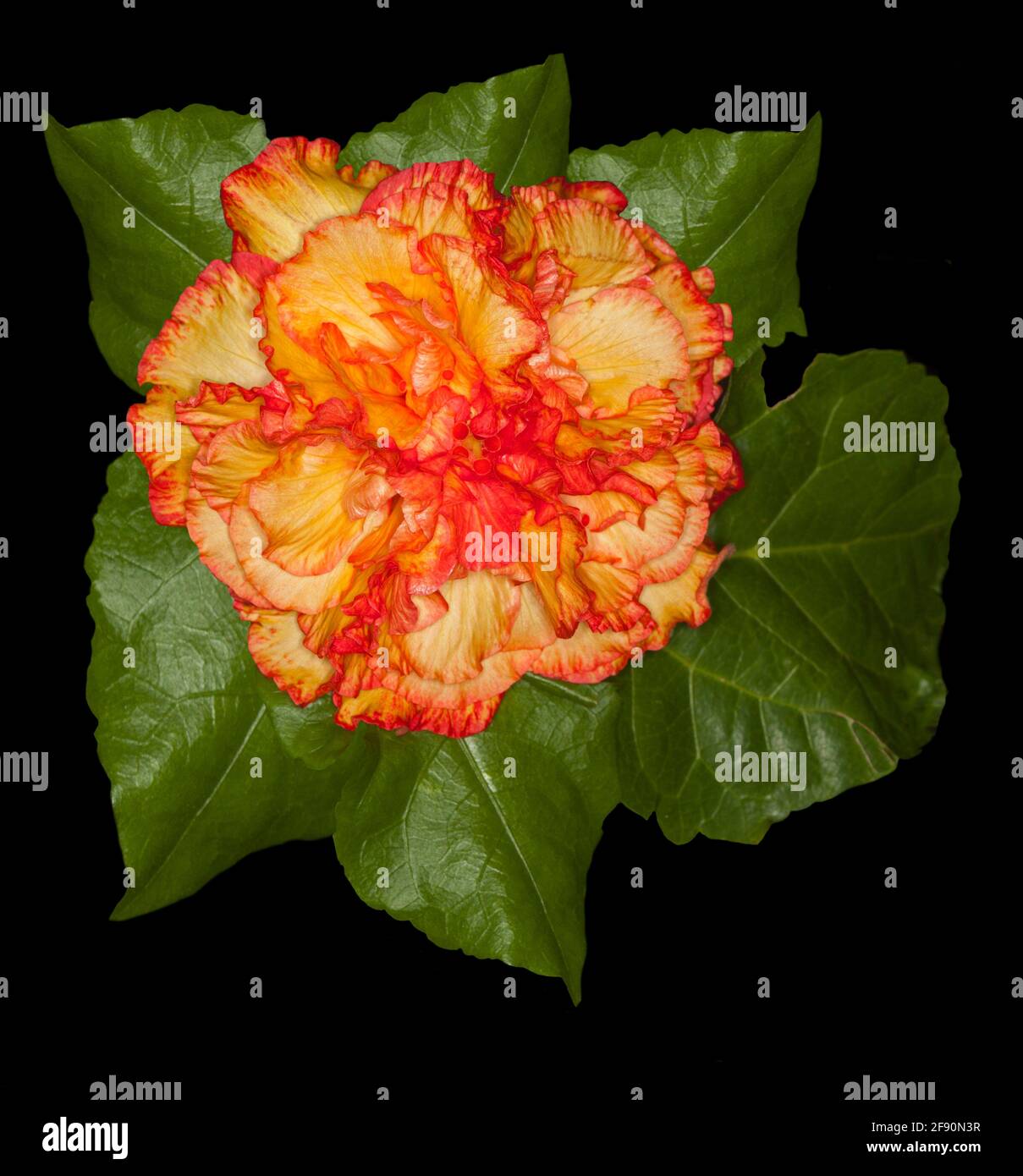 Stunning unusual double orange and yellow flower of Hibiscus rosa-sinsensis 'Rainbow Fire' and green leaves on black background Stock Photo