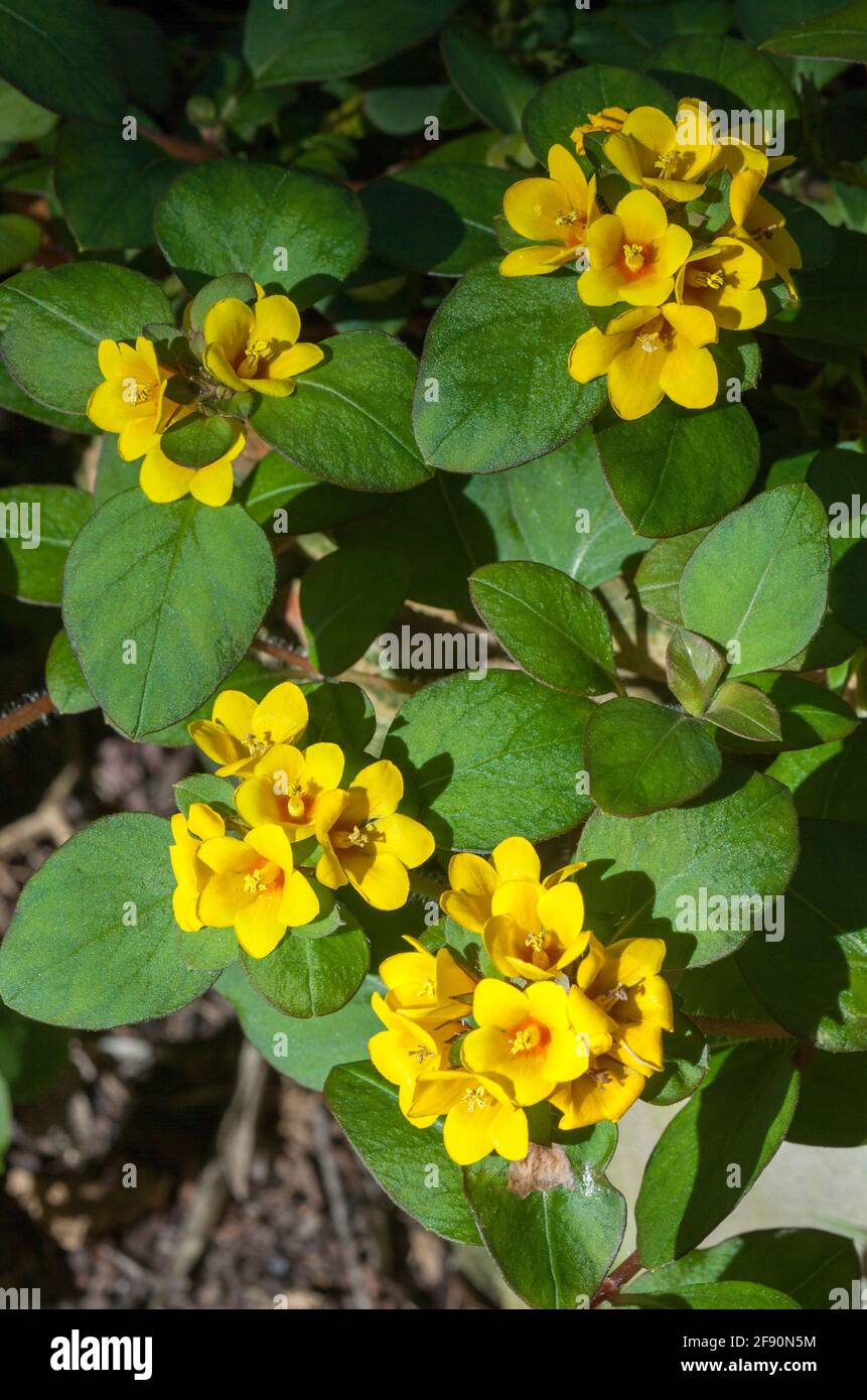 Lysimachia congestiflora, ground cover plant, Creeping Jenny,  with clusters of bright yellow flowers and green leaves growing in a container Stock Photo