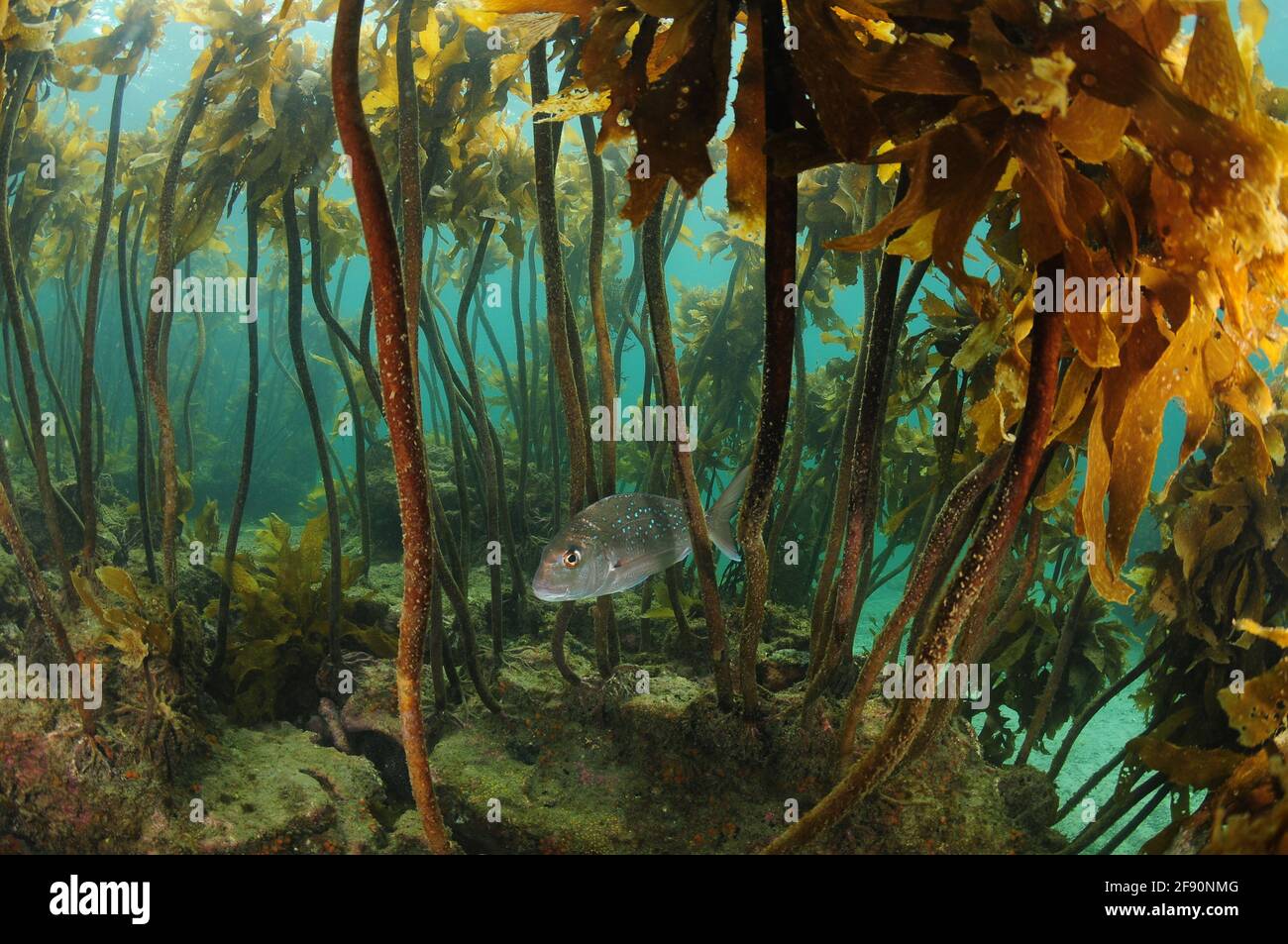 Australasian snapper Pagrus auratus swimming under canopy of kelp forest. Stock Photo