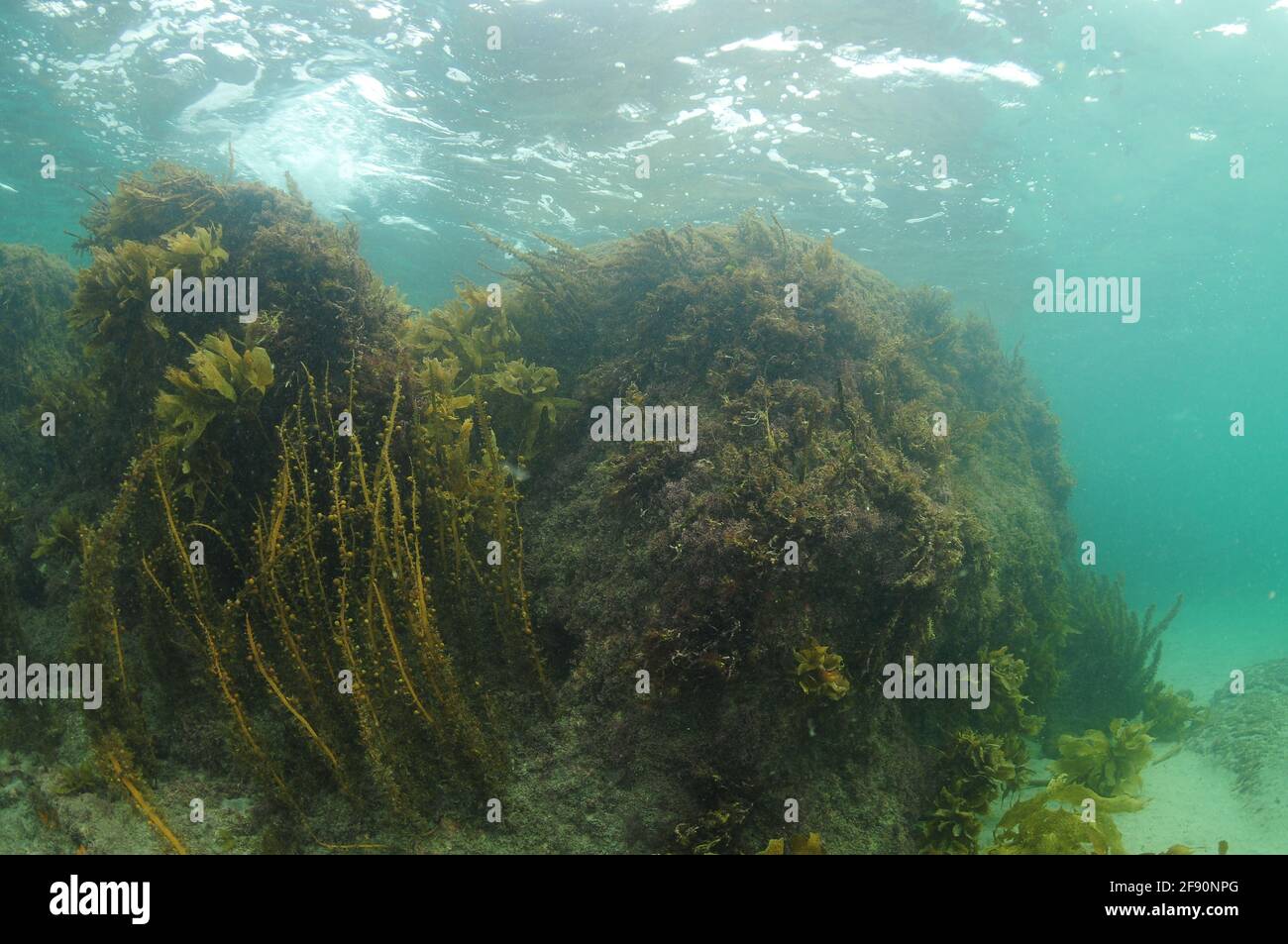 Rocky reef covered with brown sea weeds reaching to sea surface in turbid water caused by oceanic swell. Stock Photo