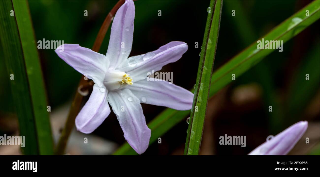 beautiful Scilla sardensis flowering plant wallpaper Stock Photo - Alamy