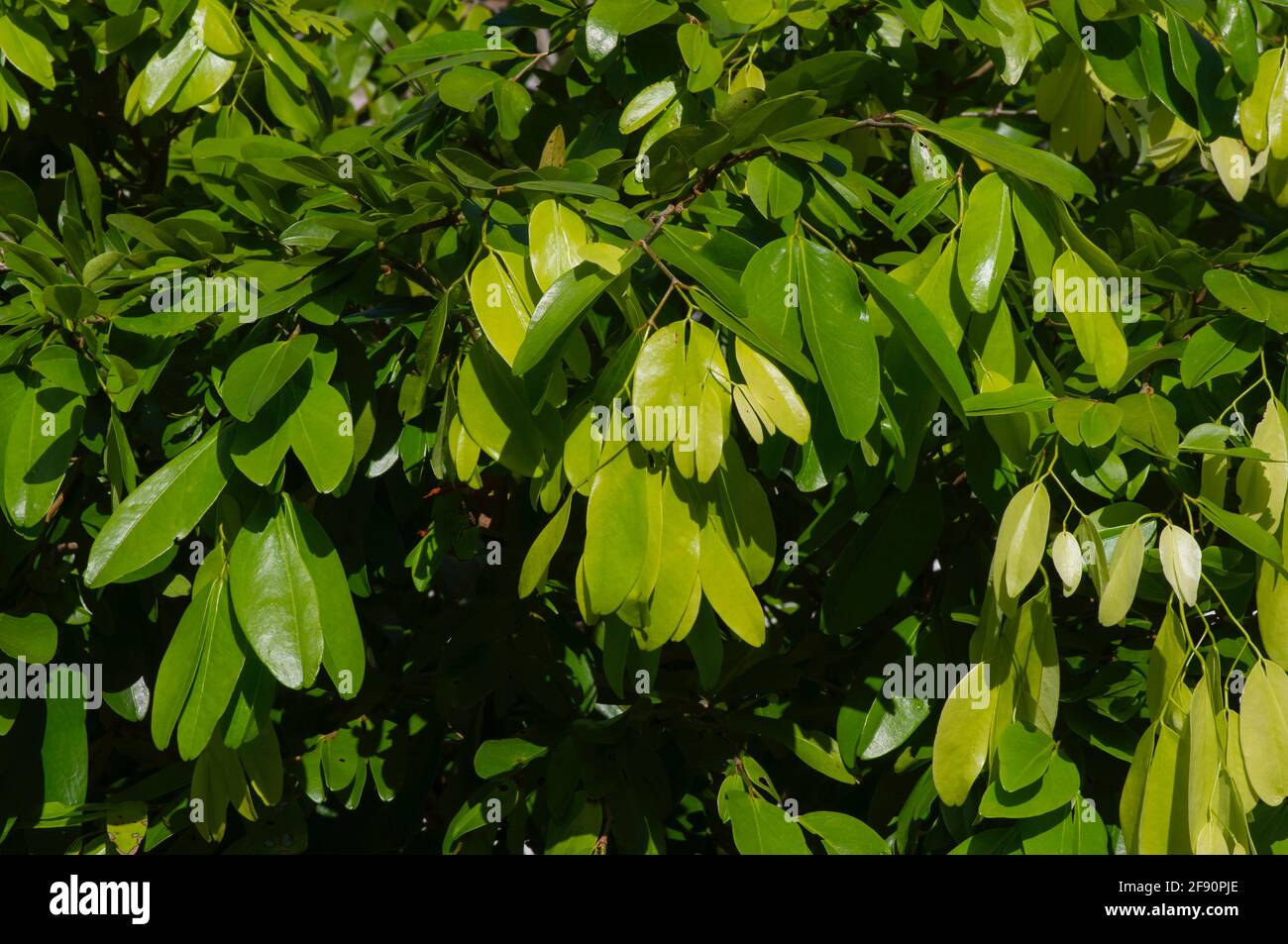 Cynometra cauliflora, known in Indonesia as nam-nam, a species of the genus Cynometra Stock Photo