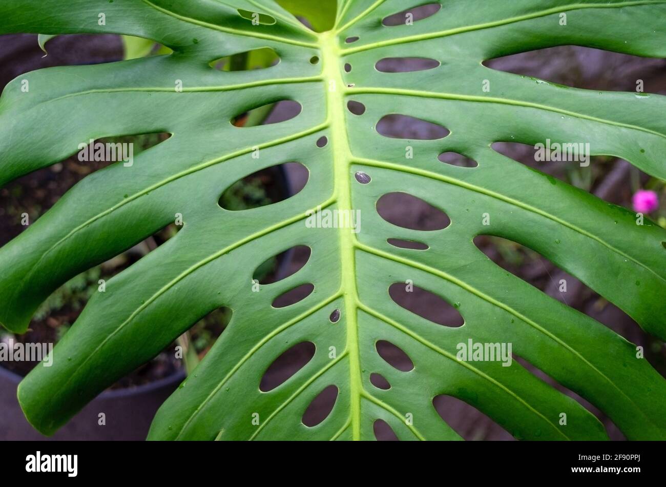 Green Swiss Cheese Plant leaf, known as Tarovine, Fruit Salad Plant, Ceriman, or Mexican