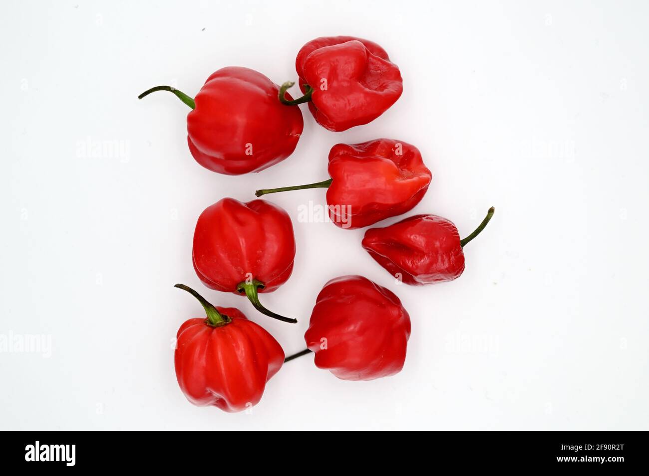 Red chili peppers on a white background Stock Photo - Alamy