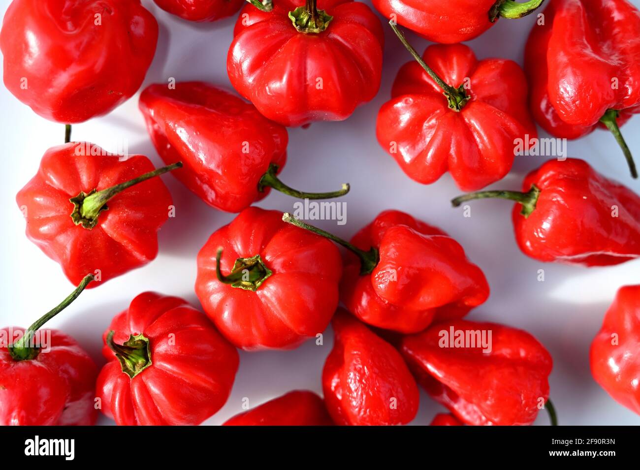 Red chili peppers on a white background Stock Photo - Alamy