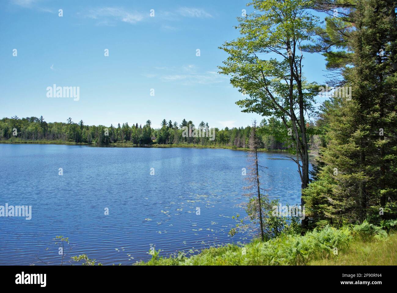 Landscape background of a beautiful forest island in the middle of a lake upper peninsula