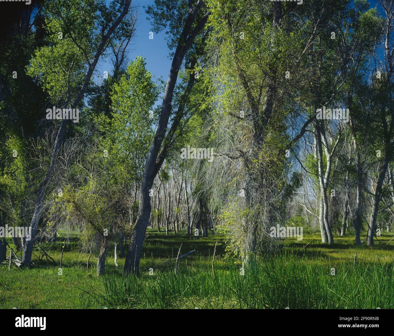 Cottonwood arizona hires stock photography and images Alamy