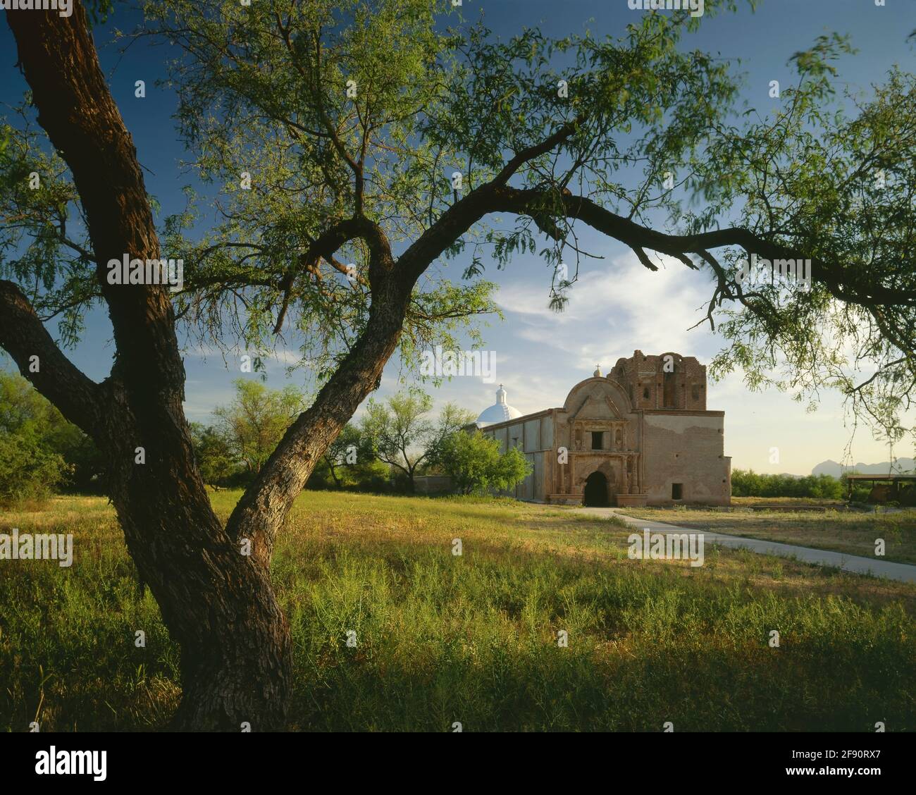 Tumacacori National Monument  AZ / APR Mission San Jose Tumacacori framed by mesquite tree in the early morning light. Stock Photo