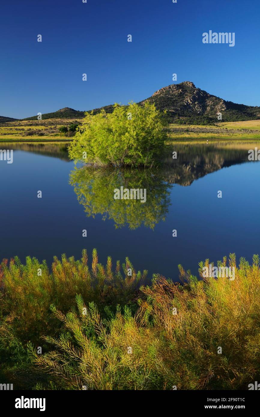 San Carlos Indian Reservation  Gila CO.  AZ / MAY  An island of Tamarisk reflects clearly on the placid surface of a livestock tank along Indian Route Stock Photo