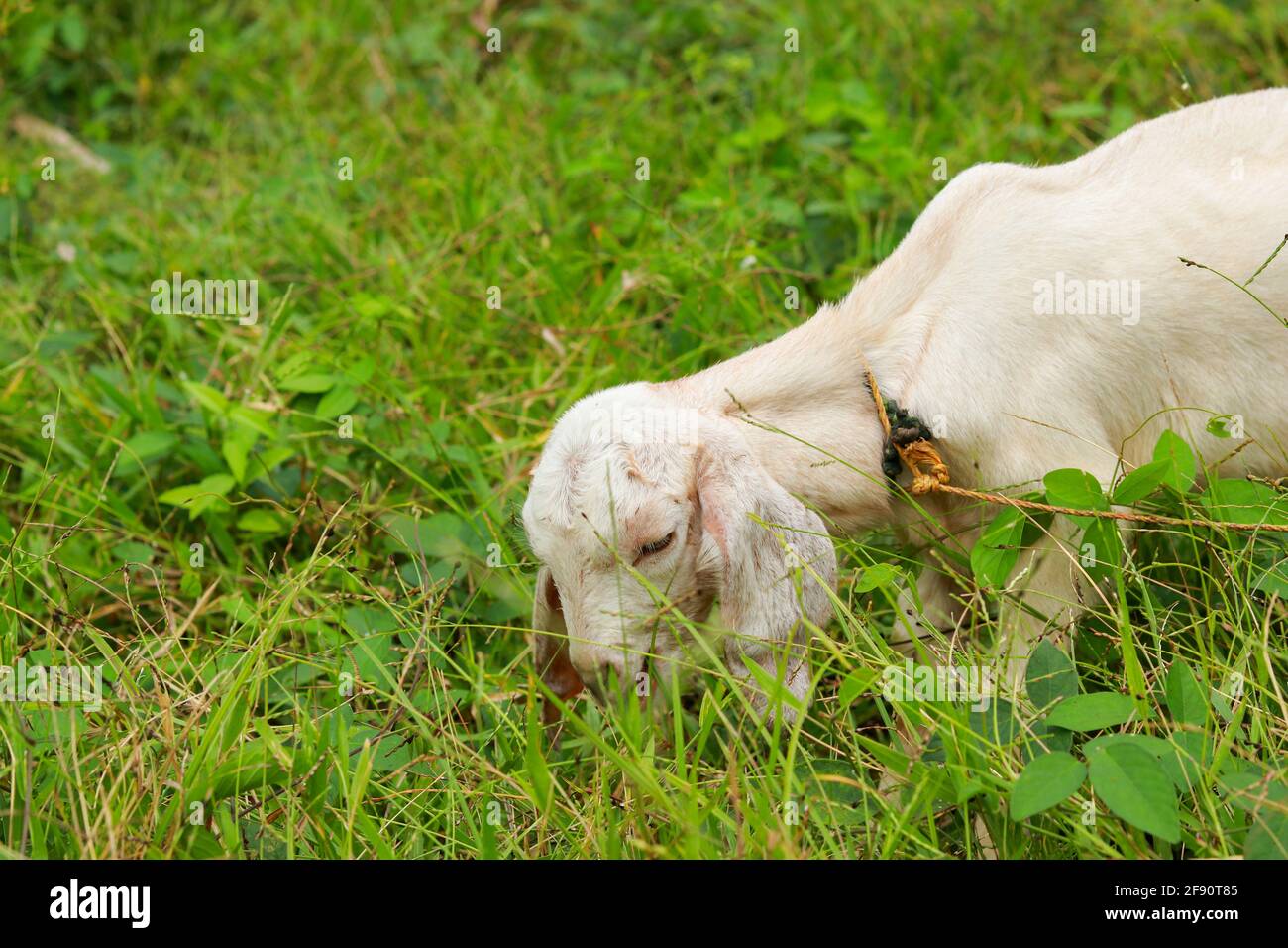 Cute little baby goat grazing in a green meadow Stock Photo - Alamy