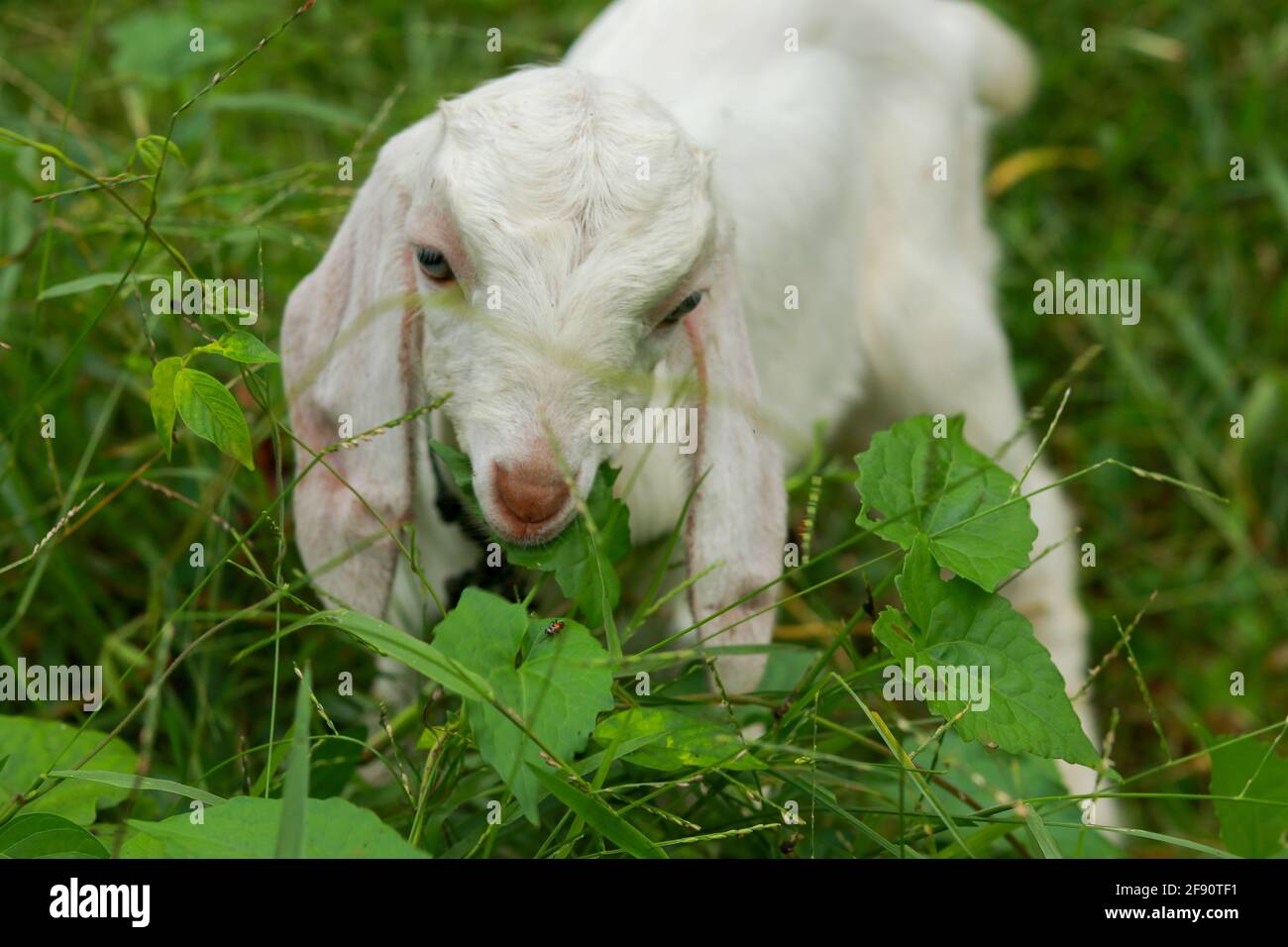 Cute little baby goat grazing in a green meadow Stock Photo - Alamy