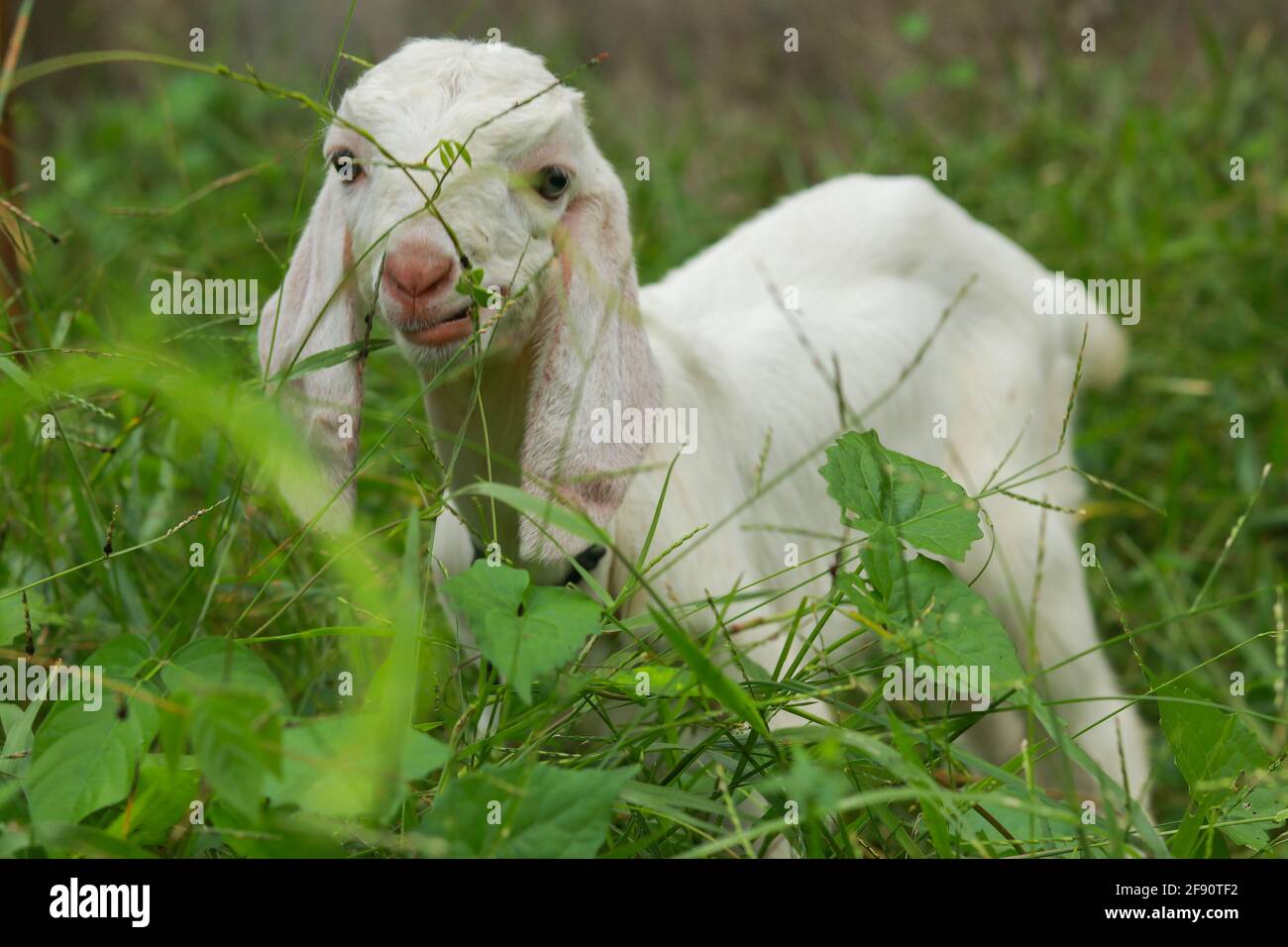 Cute little baby goat grazing in a green meadow Stock Photo - Alamy
