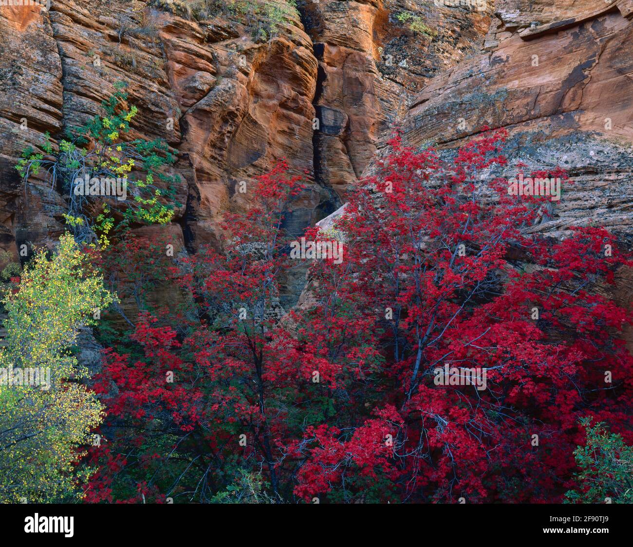 Zion National Park  UT / OCT Autumn red canyon maple against a canyon wall of crossbedded Navajo sandstone in the east section of the park. Stock Photo