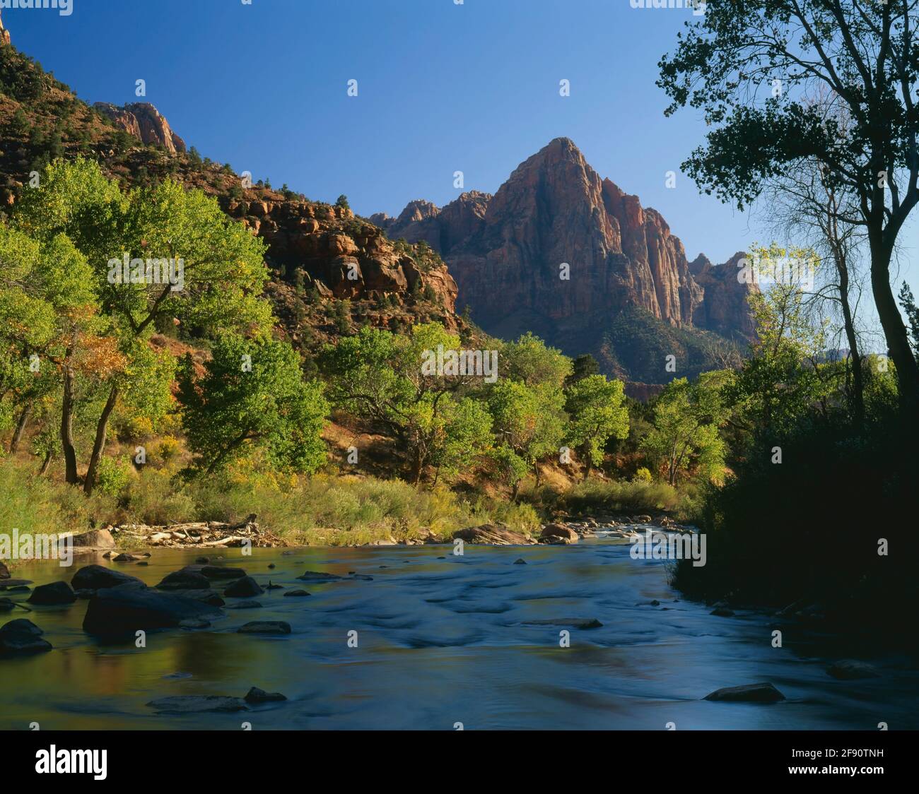 Zion National Park  UT / OCT Green Cottonwood trees and blue sky reflect on the Virgin River below the watchman formation. Stock Photo