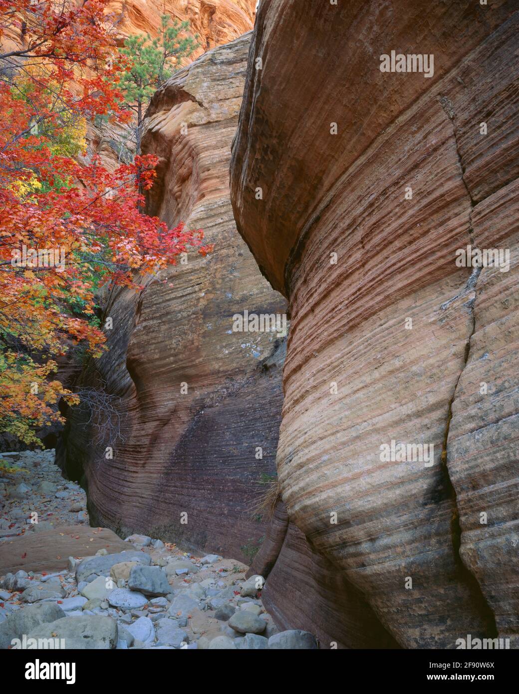 Zion National Park  UT / OCT Autumn tinted canyon maple decorates a wall of cross-bedded Navajo sandstone in the east end of the park. Stock Photo