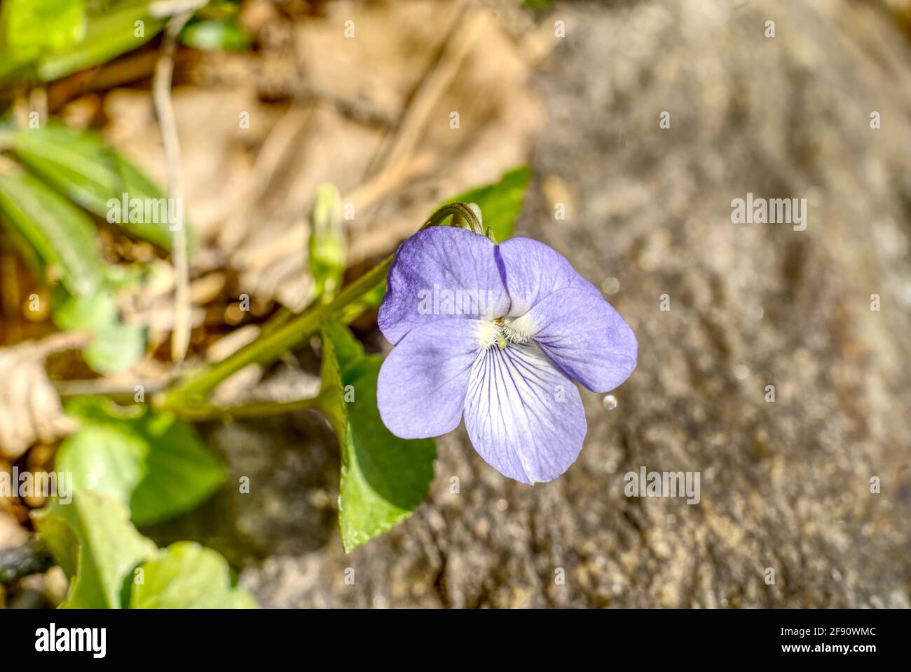Closeup of a viola riviniana in a meadow under the sunlight with a blurry background Stock Photo