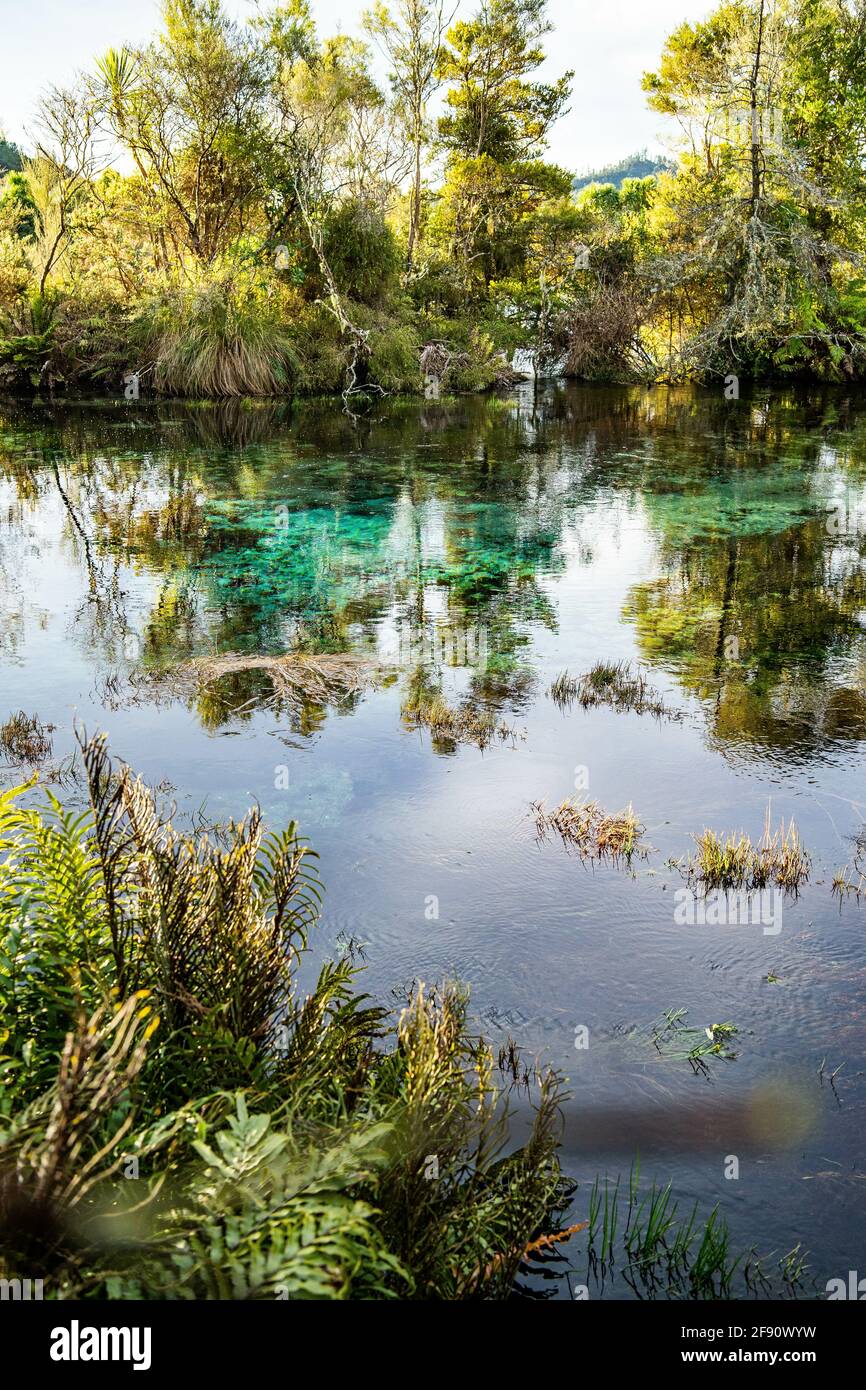 The stunning pupu springs in new zealand Stock Photo