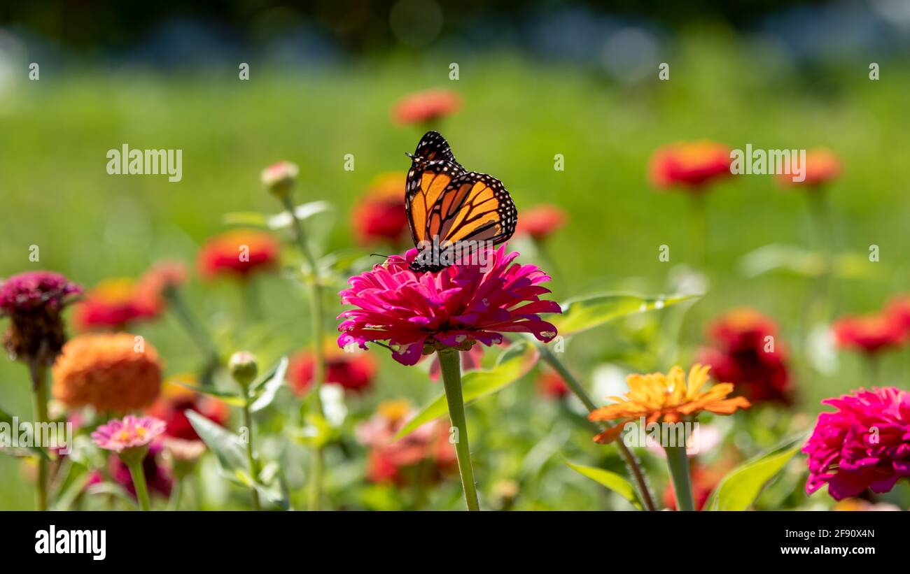 Monarch butterfly (Danaus plexippus) feeding on a pink flower in a ...