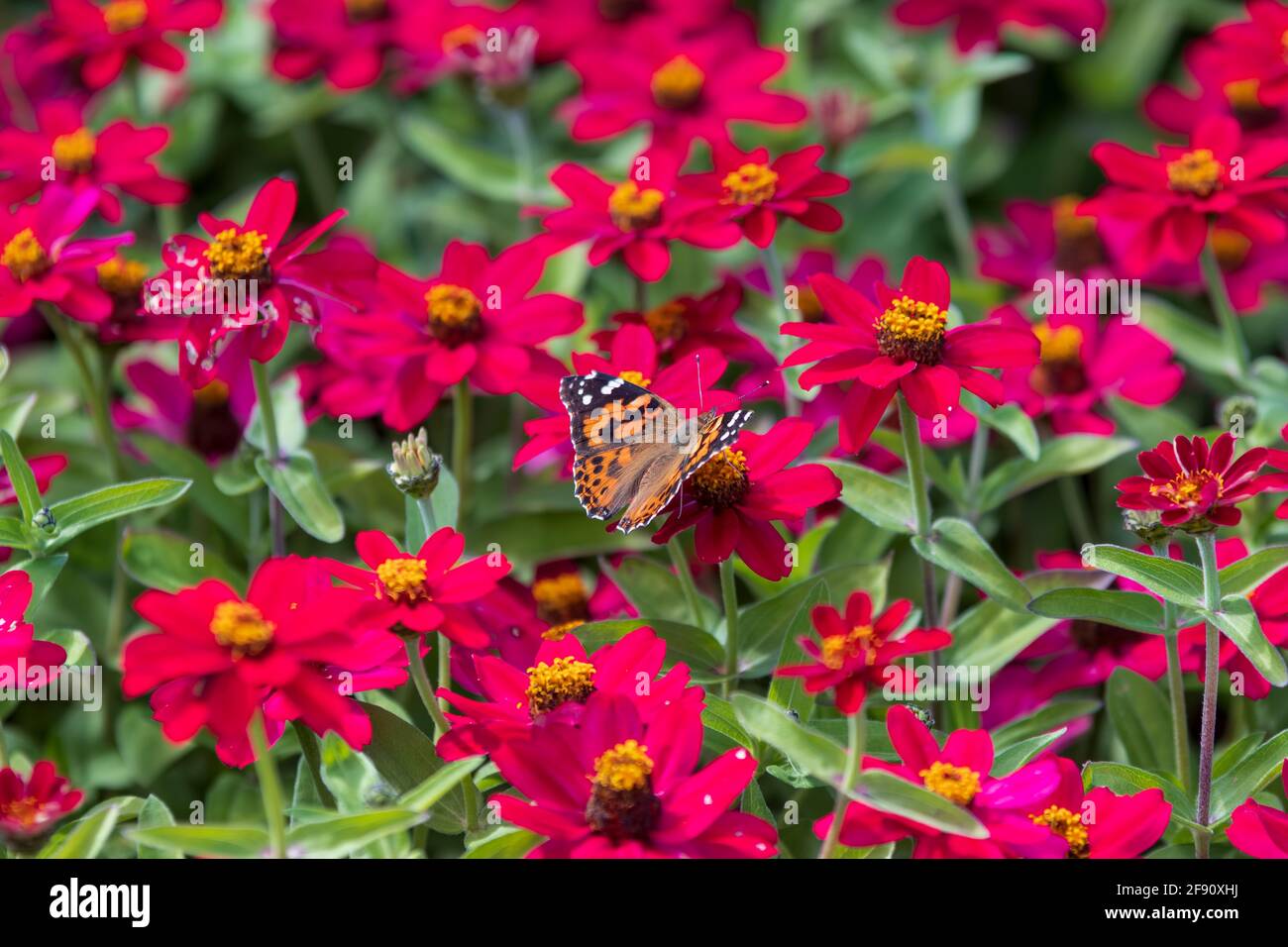 Butterfly in a pink wild flower hires stock photography and images Alamy