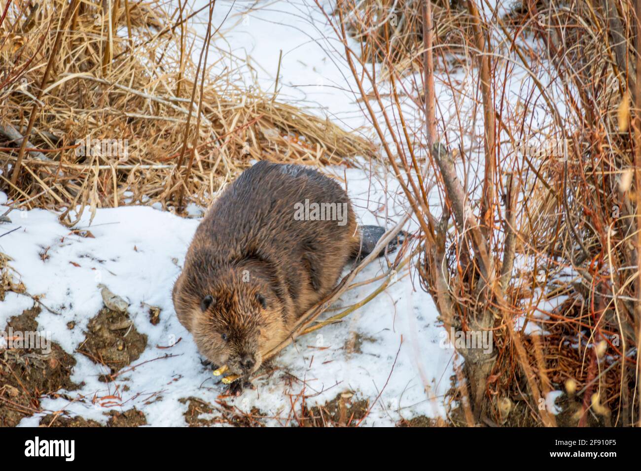 American Beaver drags Narrow-leaf willow branches to a stash near it's lodge along East Plum Creek, Castle Rock Colorado USA. Photo taken in January. Stock Photo
