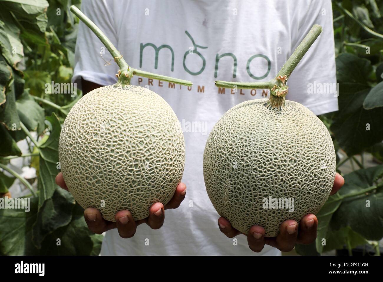 Mono premium melon