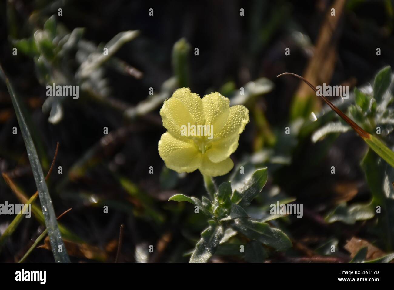 A macro photograh of a Primula vulgaris commonly called a Yellow Evening Primrose. Stock Photo