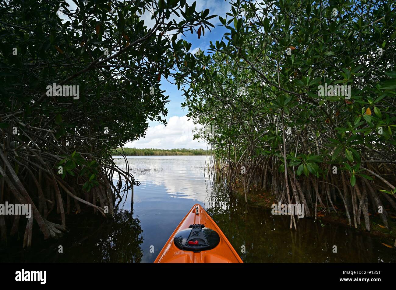 Afternoon kayaking on Nine Mile Pond in Everglades National Park, Florida. Stock Photo