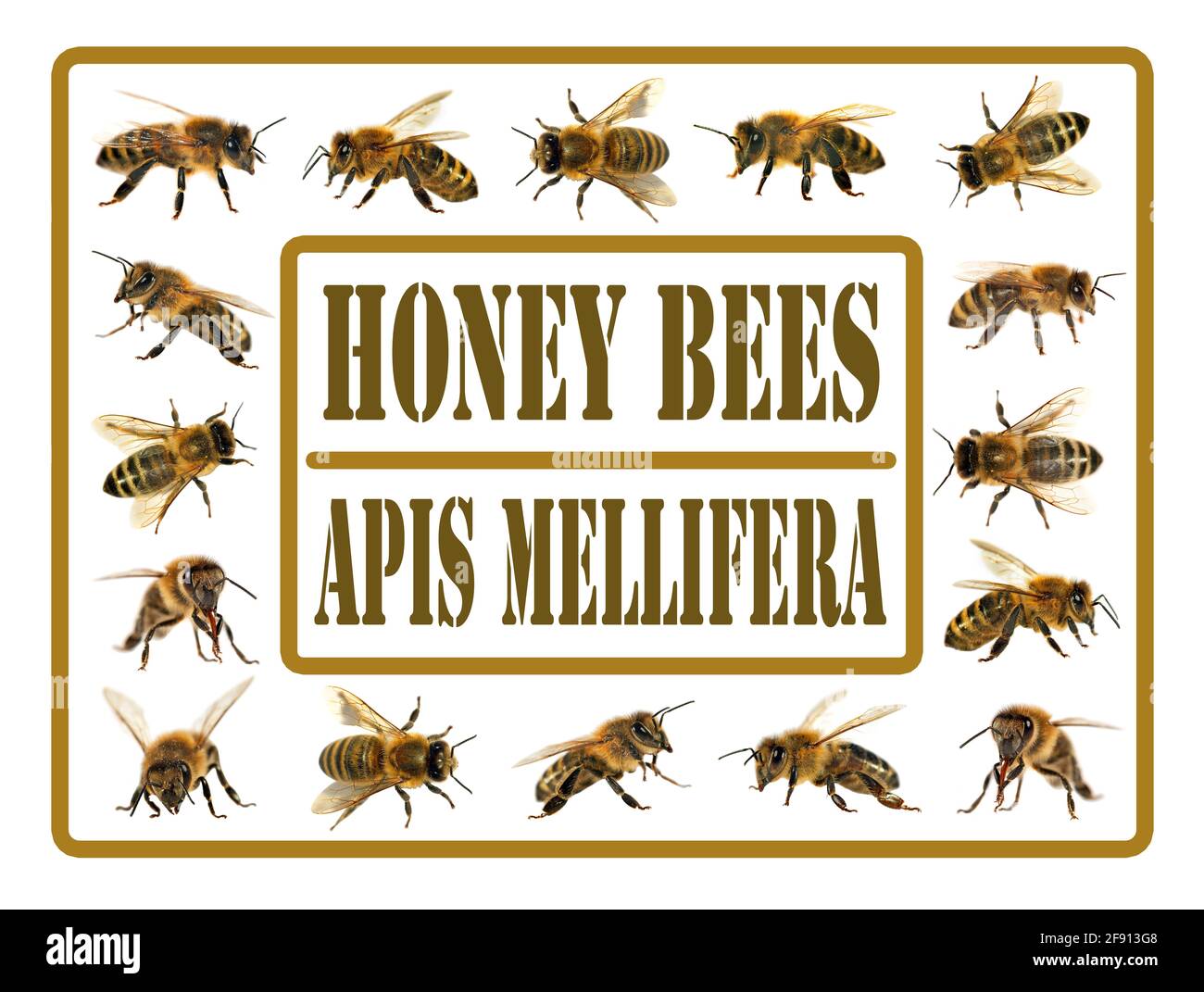 group of bee or honeybee in Latin Apis Mellifera, european or western honey bee isolated on the white background, golden honeybees Stock Photo
