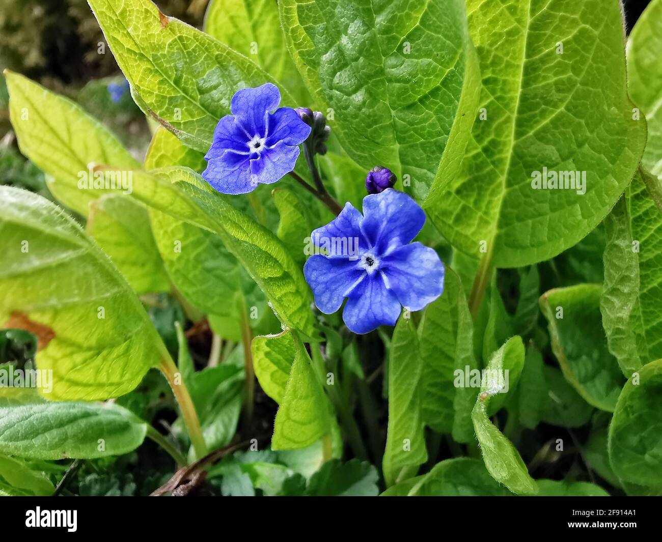 Tall plant broad green leaves hi-res stock photography and images - Alamy