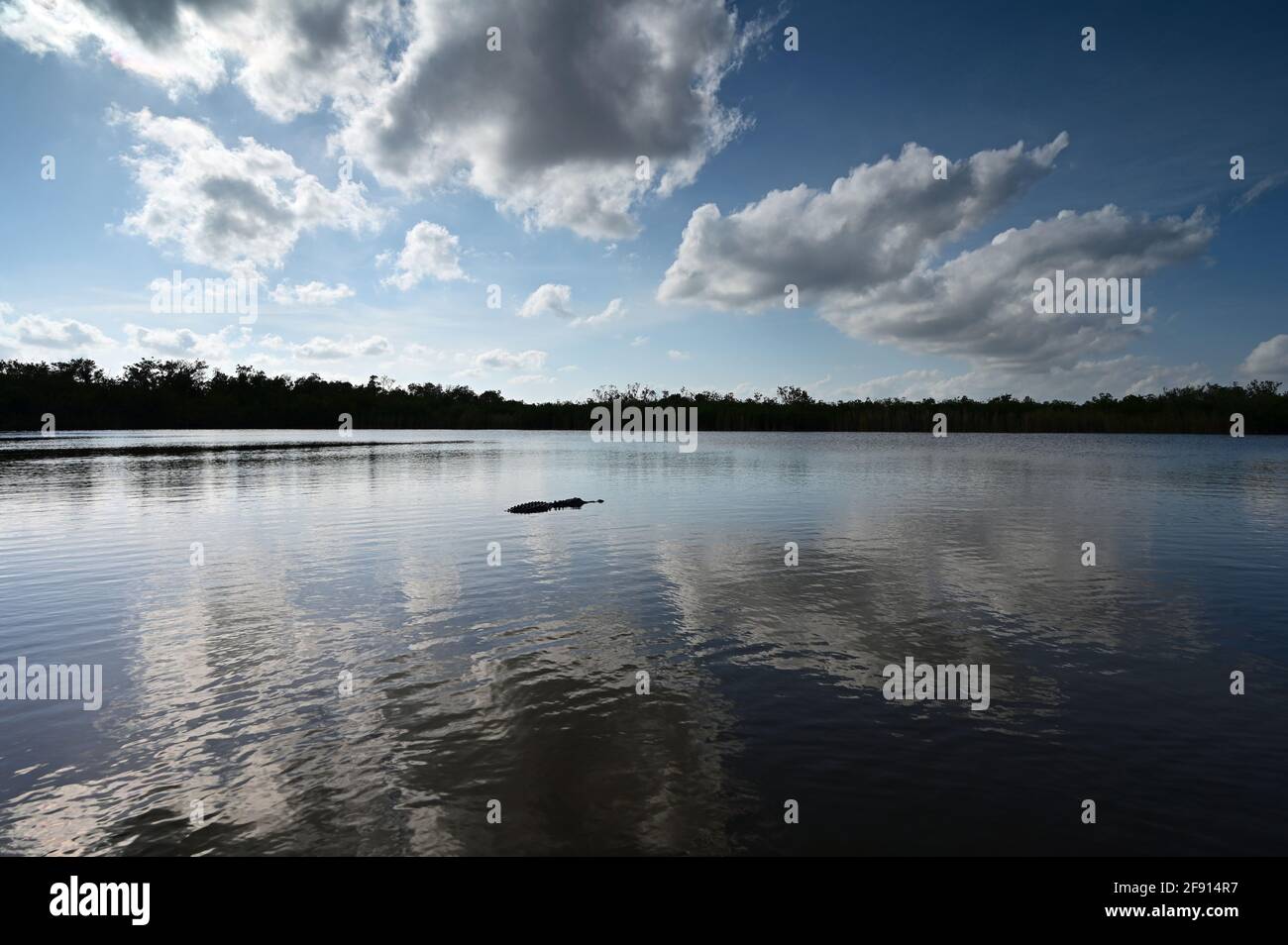 Nine Mile Pond afternoon cloudscape and reflections in Everglades National Park. Stock Photo