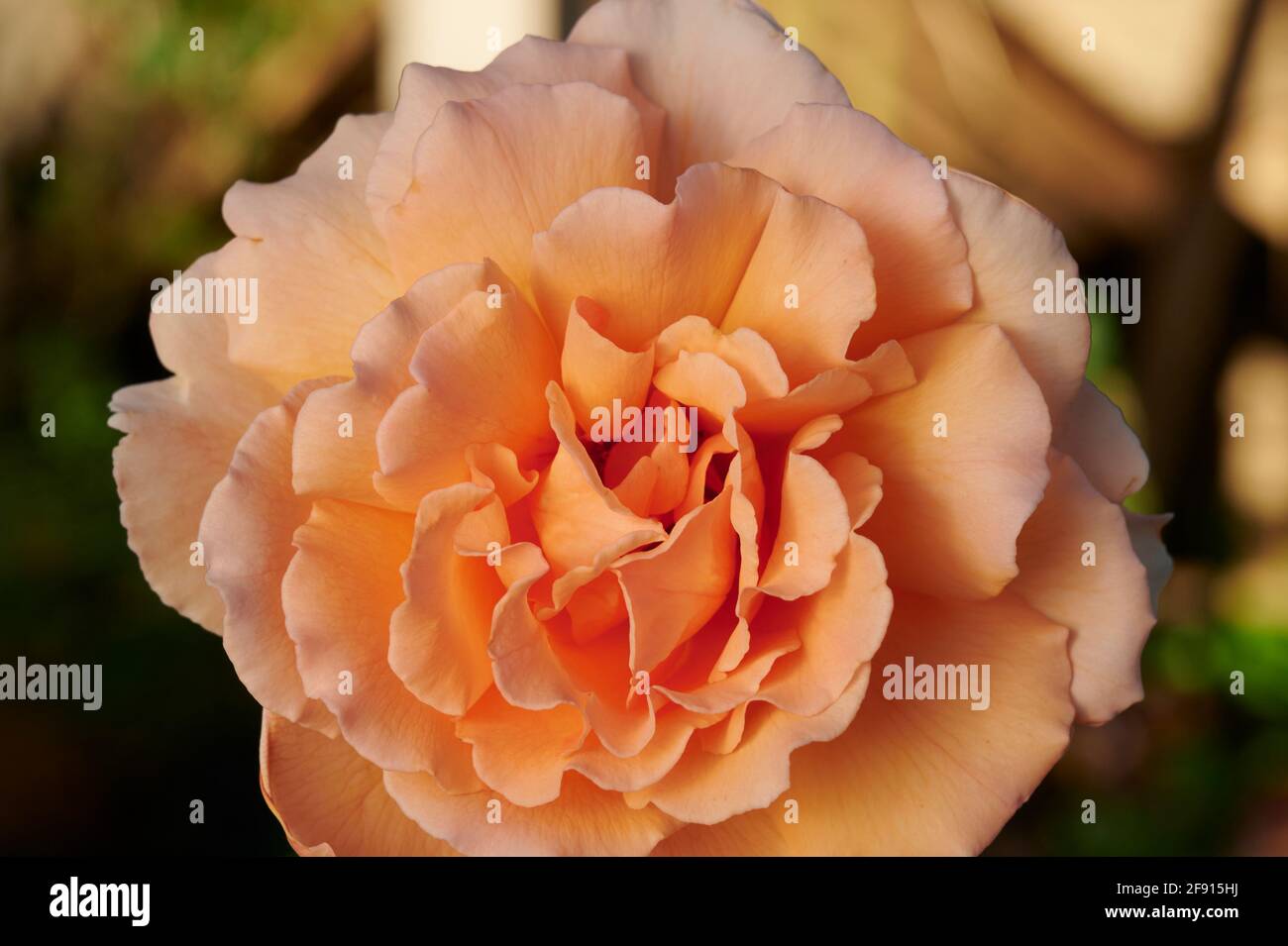 Closeup of full open bloom of rose variety Just Joey Stock Photo