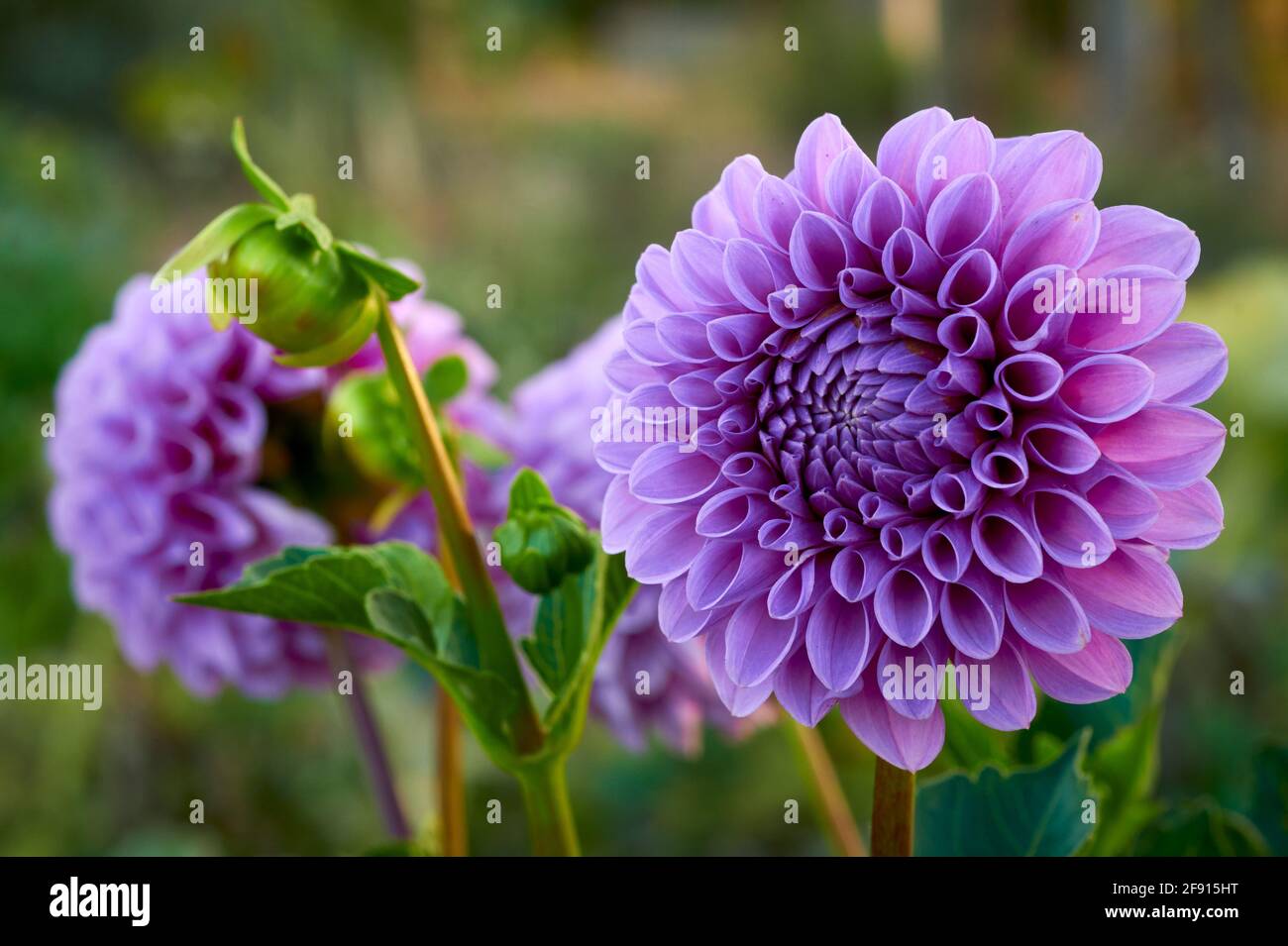 Close up of a clear mauve ball style dahlia flower. Early morning light growing in a garden Stock Photo