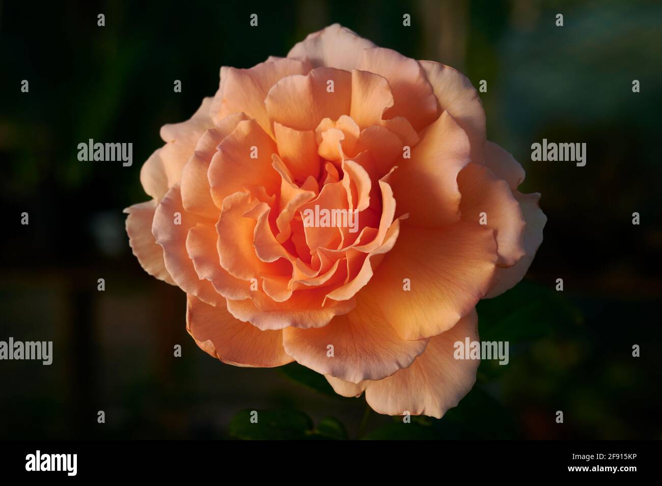 Closeup of full open bloom of rose variety Just Joey Stock Photo