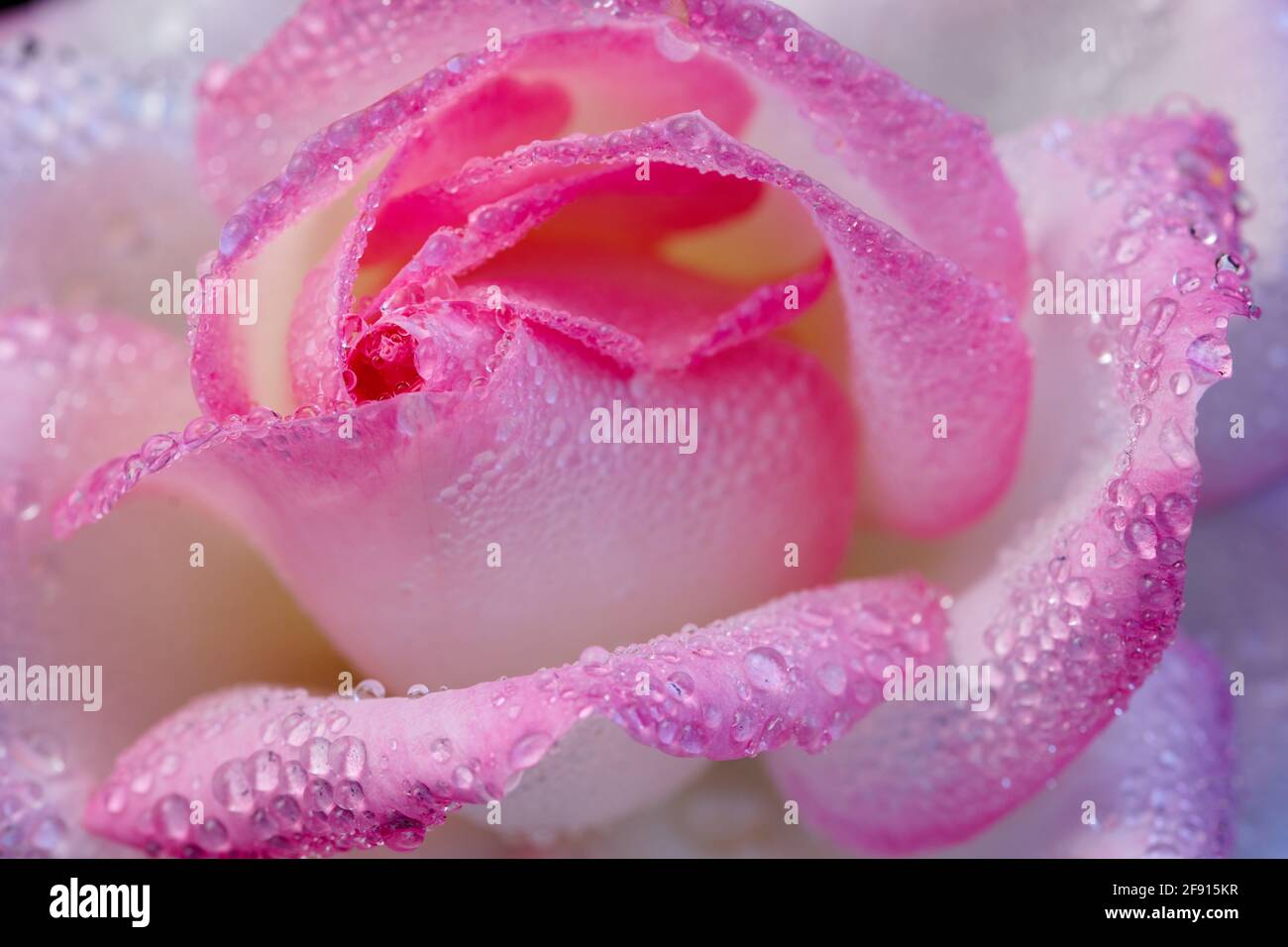 Close up of pink and cream coloured rose covered in water drops after misting in greenhouse. Stock Photo
