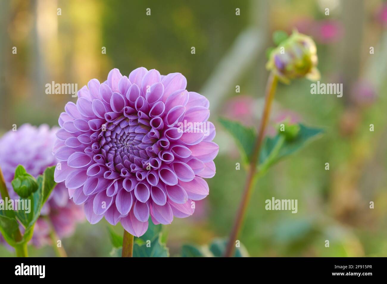 Close up of a clear mauve ball style dahlia flower. Early morning light growing in a garden. Bloom still opening. Stock Photo