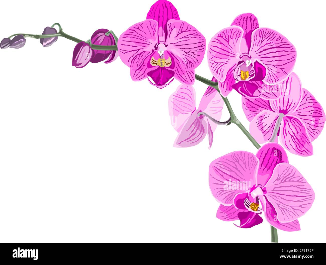 Vector of violet orchid Stock Vector Image & Art Alamy