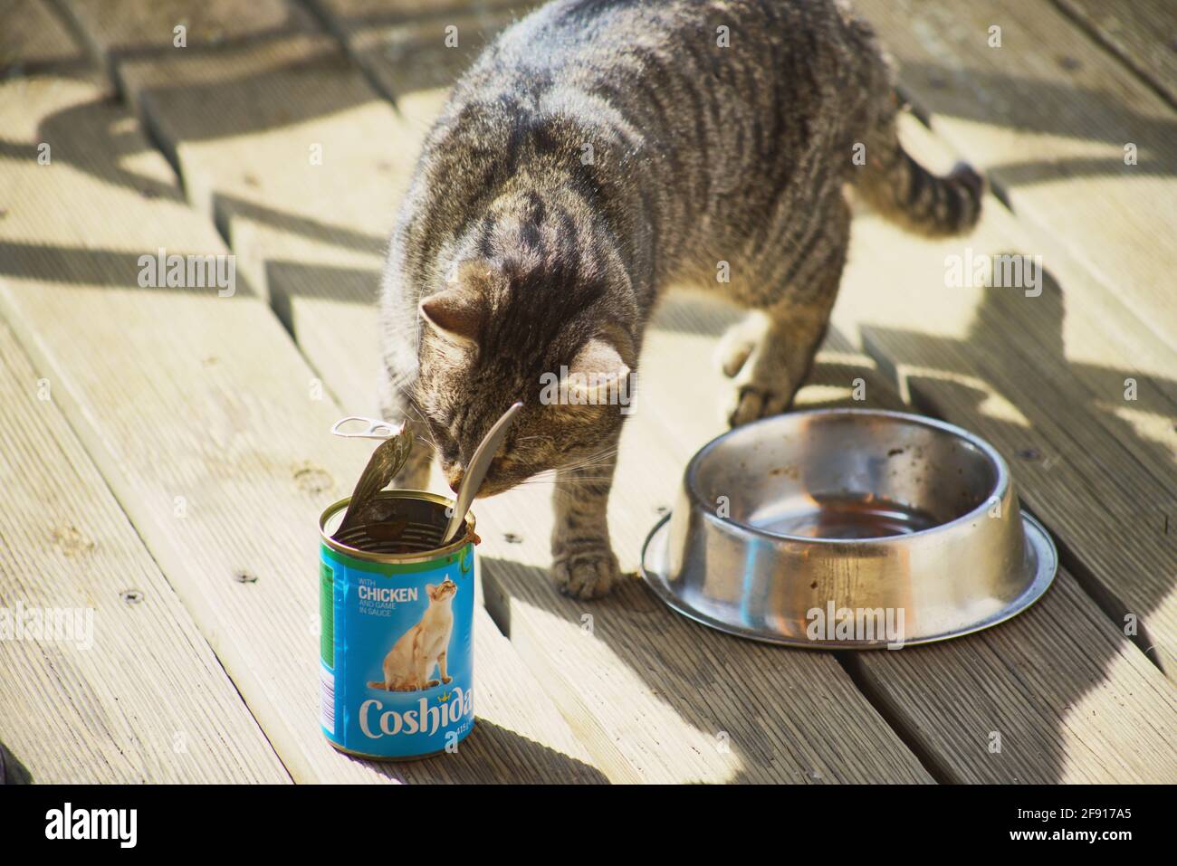 Lidl cat food top