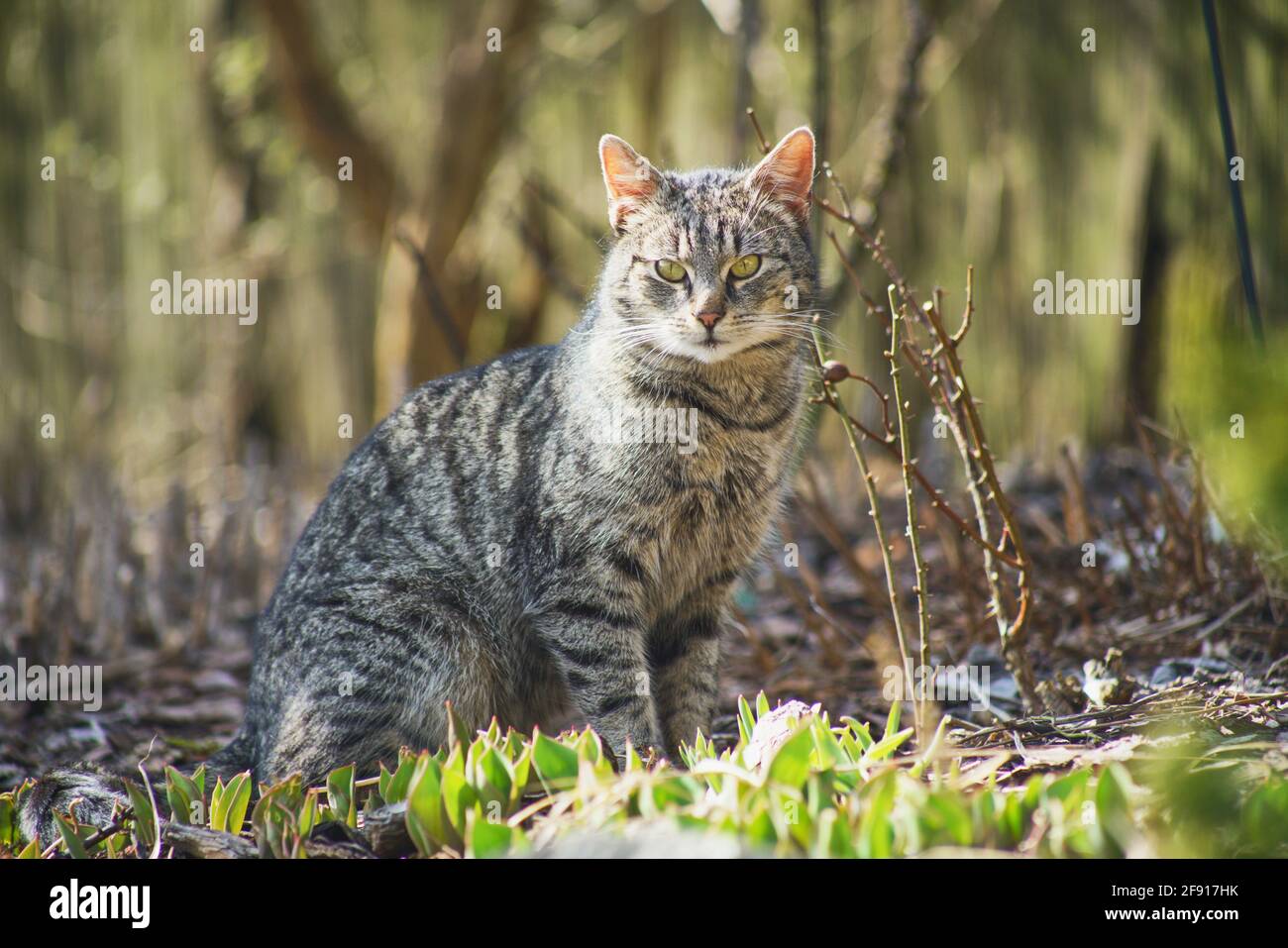 Exploring Kitty domestic cat exploring Stock Photo - Alamy