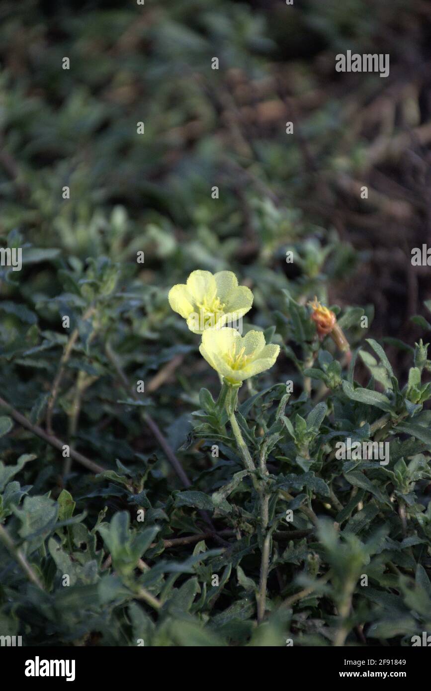 A macro photograh of a Primula vulgaris commonly called a Yellow Evening Primrose. Stock Photo