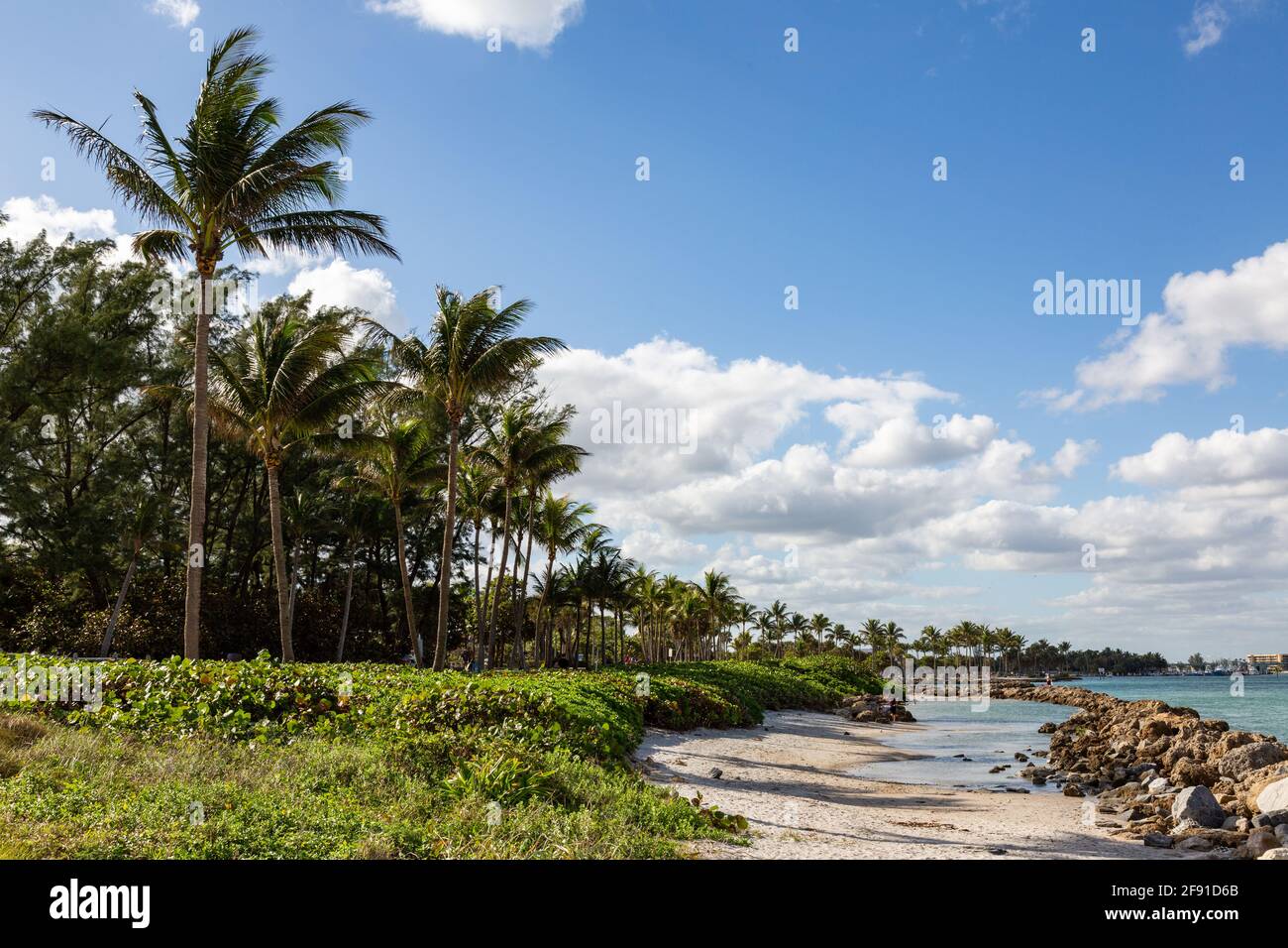 A row of palm trees line the Jupiter Inlet in Palm Beach County, Florida, USA. Stock Photo