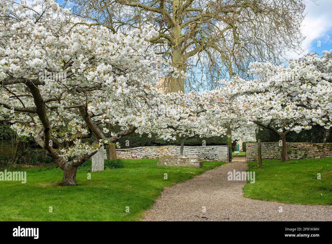Prunus Shirotae Cherry Blossom High Resolution Stock Photography And Images Alamy Prunus Shirotae Cherry Blossom High Resolution Stock Photography And Images Alamy