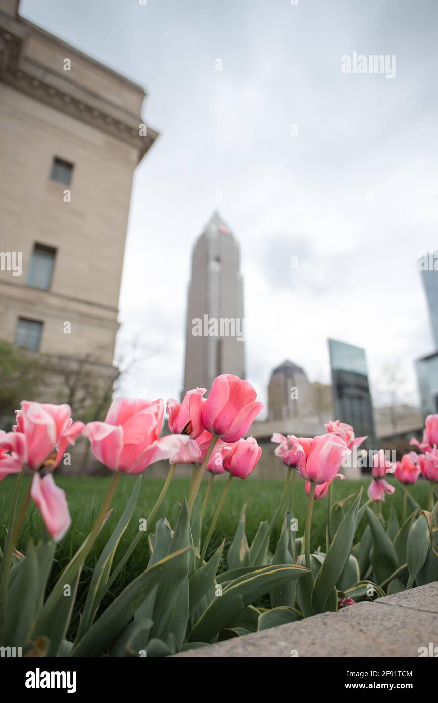Spring flowers in downtown cleveland Stock Photo Alamy