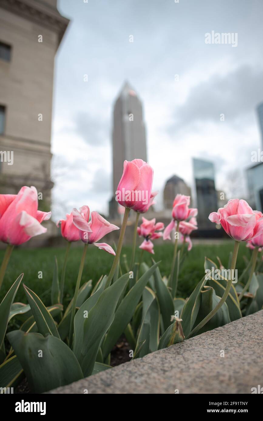 Spring flowers in downtown cleveland Stock Photo Alamy
