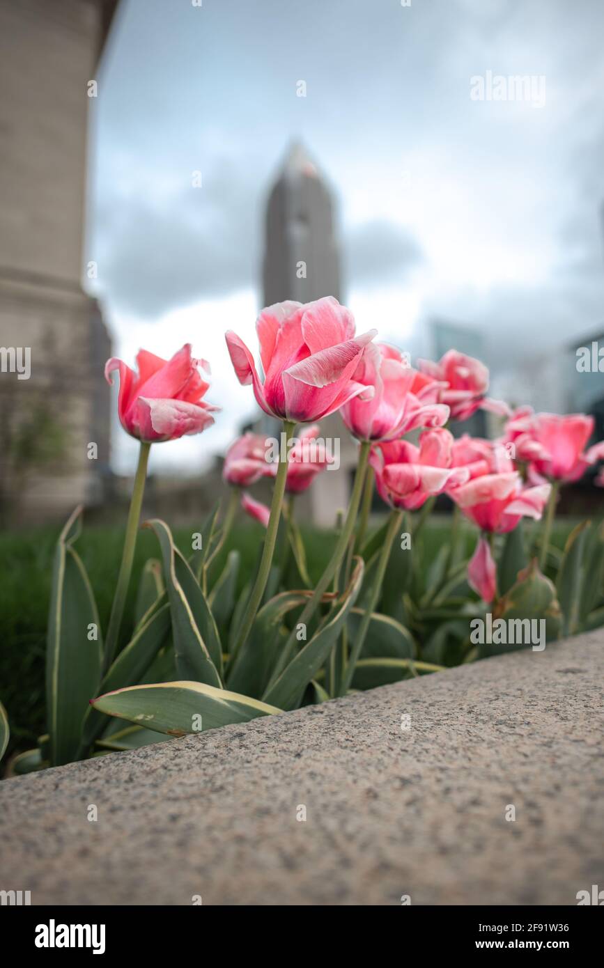 Spring flowers in downtown cleveland Stock Photo Alamy