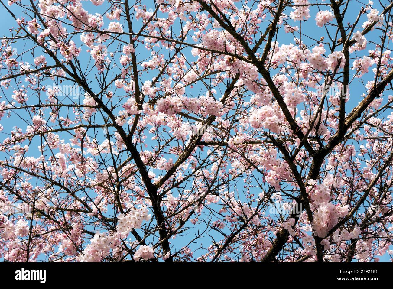 Pink ornamental cherry blossoms and tree branches from below in spring Stock Photo