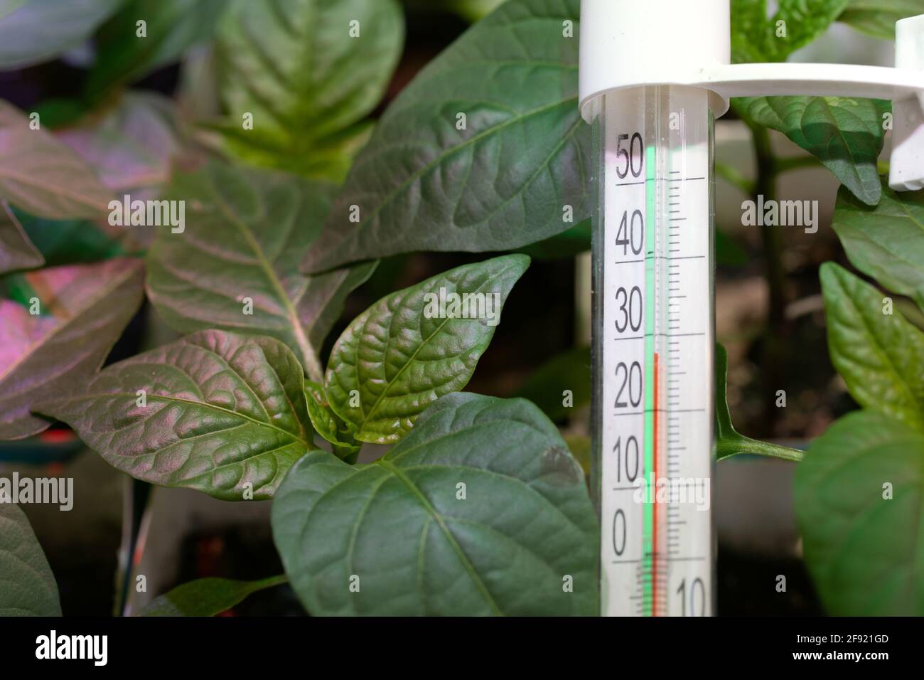 Young pepper seedlings and thermometer showing temperature of