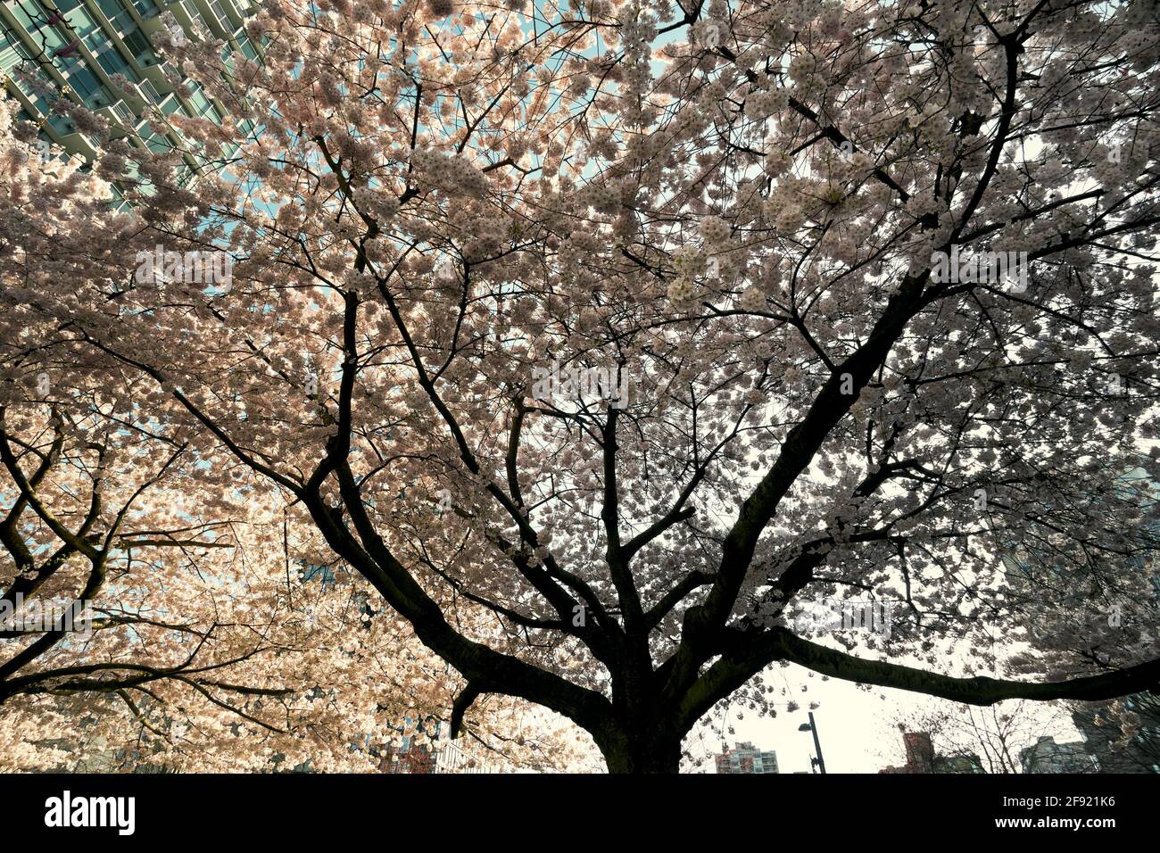 Blossoming ornamental cherry tree from below in spring, Vancouver, British Columbia, Canada Stock Photo